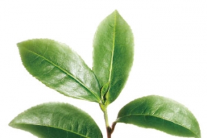 茶树树枝