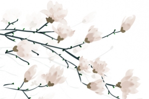 手绘装饰白玉兰插画元素