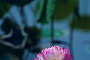 正在绽放的荷花素材
