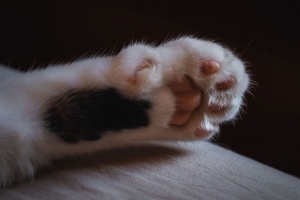 猫 爪 爪 羊毛 4k壁纸 3840x2160