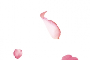 漂浮花瓣
