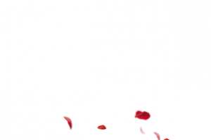 情人节玫瑰花瓣漂浮