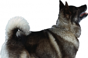 卡通张嘴吼的狼狗png