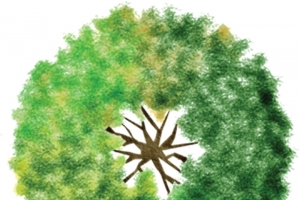 免费下载高清PNG水彩树俯视图平面树顶透明动植物设计素材