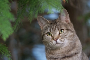 猫 宠物 动物 树 4k壁纸 3840x2160