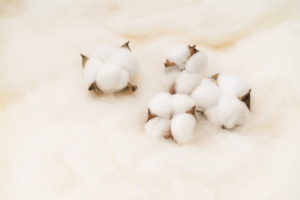 白棉花摆拍图系列