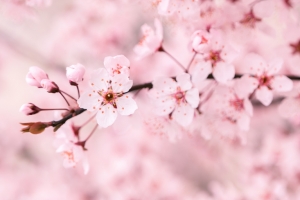 粉色樱花背景