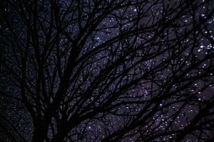 树 星空 黑暗 夜间 4k壁纸 3840x2160