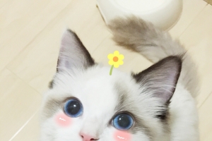 卡通喵星人花朵美图