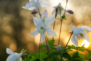 桉树 花 花瓣 树叶 4k壁纸 3840x2160