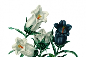 复古手绘植物花卉插画素材