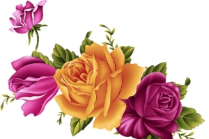 艳丽盛开玫瑰七夕情人节