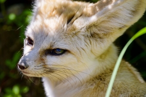  fennec狐狸 可爱 动物 浏览 4k壁纸 3840x2160