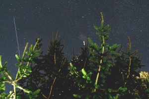 树 树枝 星空 夜晚 深色 4k壁纸 3840x2160