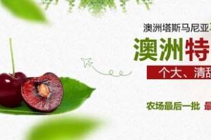 车厘子banner
