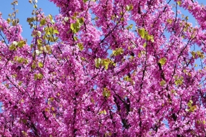  cercis 花 树枝 树 4k壁纸 3840x2160