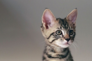 猫 小猫 动物 宠物 可爱的 4k壁纸 3840x2160