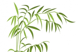 细枝干竹子