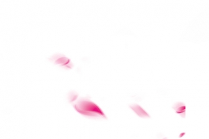 花瓣