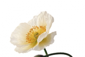 花卉