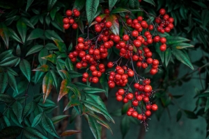  nandina 浆果 树叶 树枝 宏观 4k壁纸 3840x2160