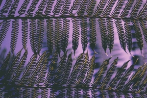 植物 树叶 雕刻 4k壁纸 3840x2160