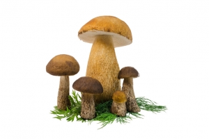 绘画野生松茸免扣
