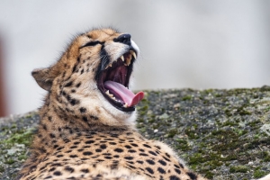 南非猎豹 猎豹 动物 捕食者 4k壁纸 3840x2160