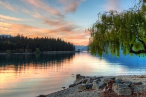 柳树湖边风景背景