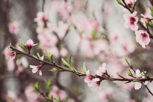 桃花 花 桃 树枝 花瓣 春天 4k壁纸 3840x2160
