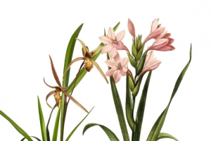 粉红兰花草