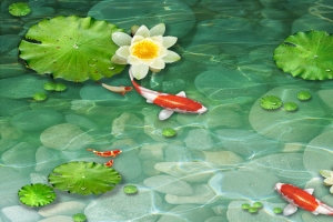 荷花锦鲤戏水主题背景