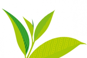 绿茶茶叶矢量插画