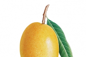 超清晰手绘的芒果