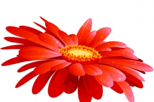 红色 花朵  黄色花蕊 png素材