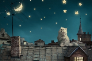 波斯白猫,小猫,童话,幻想,晚上屋顶,房子,天空图片
