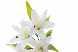 一只百合花