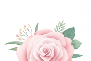 花花草草 玫瑰 花  手绘 花朵