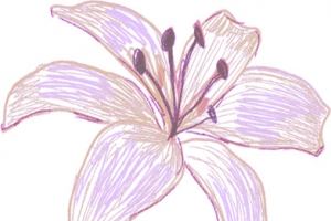 高清手绘插画花朵特效