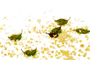 桂花花瓣