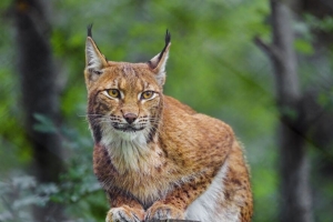 山猫 动物 捕食者 野生动物 大猫 4k壁纸 3840x2160