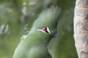 几内亚turaco 鸟 绿色 树枝 热带 4k壁纸 3840x2160