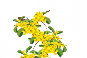 手绘中秋桂花插画元素