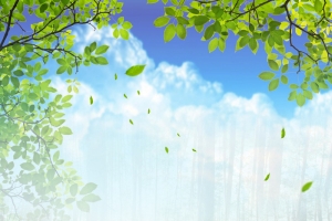 绿色森林树林风景摄影叶子合成背景素材