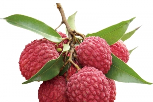 荔枝 新鲜 水果 荔枝叶