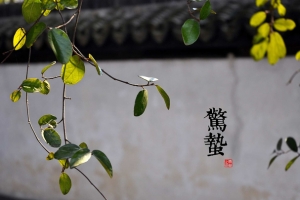 惊蛰复古园墙海报背景