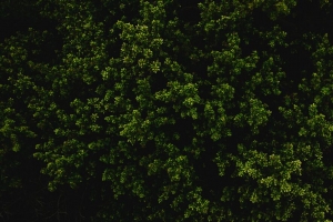 灌木 绿色 纹理 植物 4k壁纸 3840x2160
