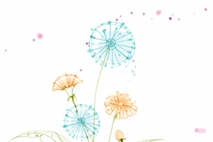 蒲公英花卉