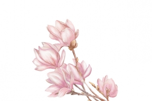 手绘白玉兰花朵