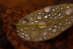 滴 水 叶 雨 宏观 4k壁纸 3840x2160